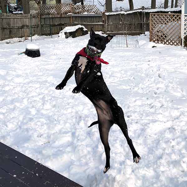 dog Jumping for Joy